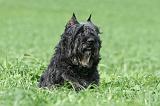 BOUVIER DES FLANDRES 370